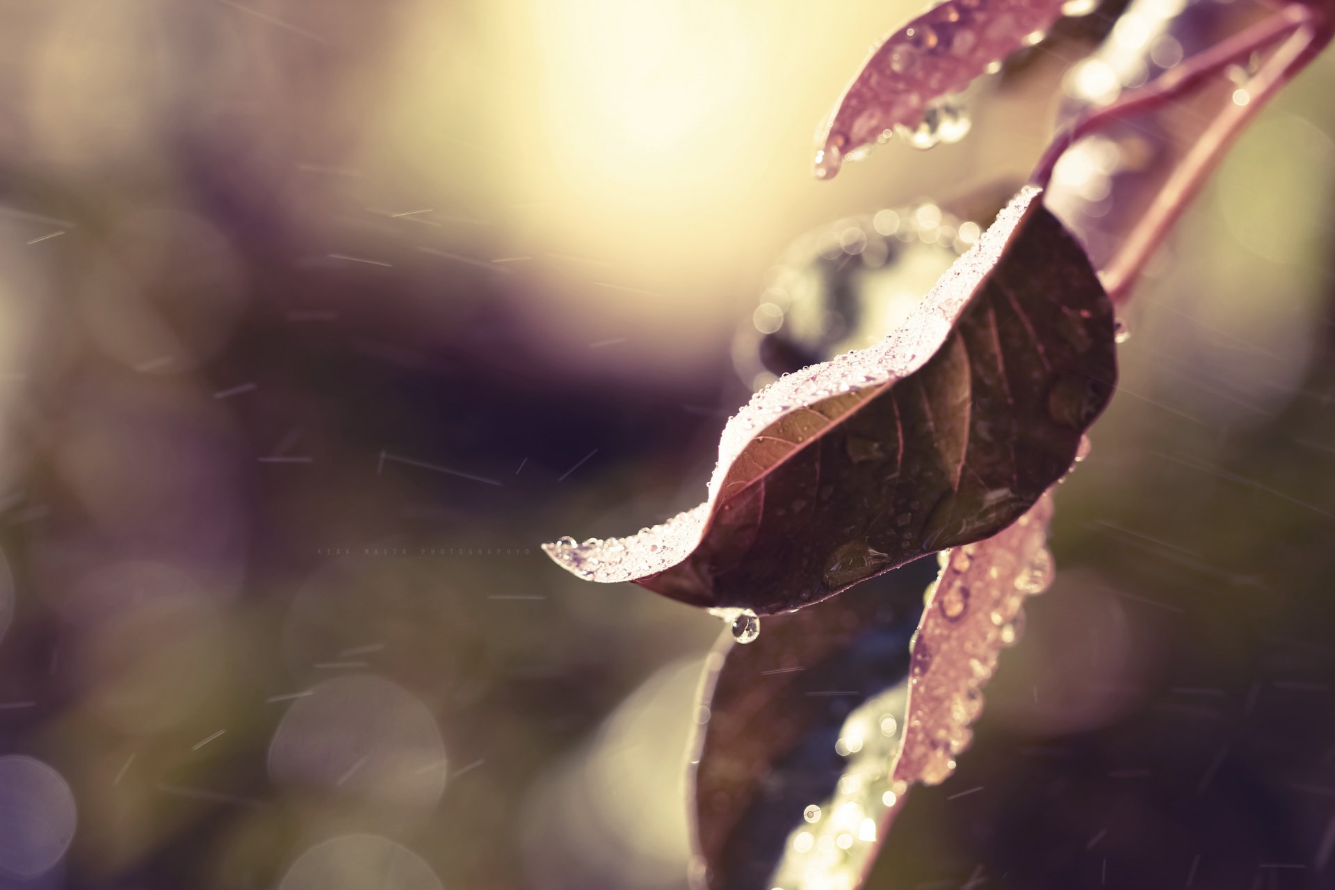 Close-up of a dew-dappled leaf with water droplets against warm bokeh light, 5K Ultra HD nature leaf PC desktop wallpaper and background.