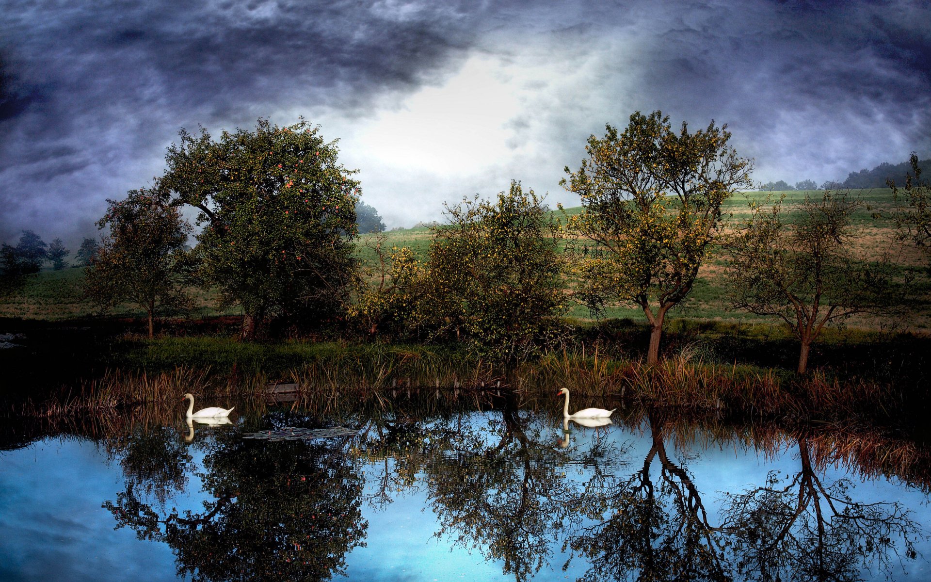 HD desktop wallpaper featuring two mute swans gracefully gliding on a reflective pond surrounded by trees under a cloudy sky.