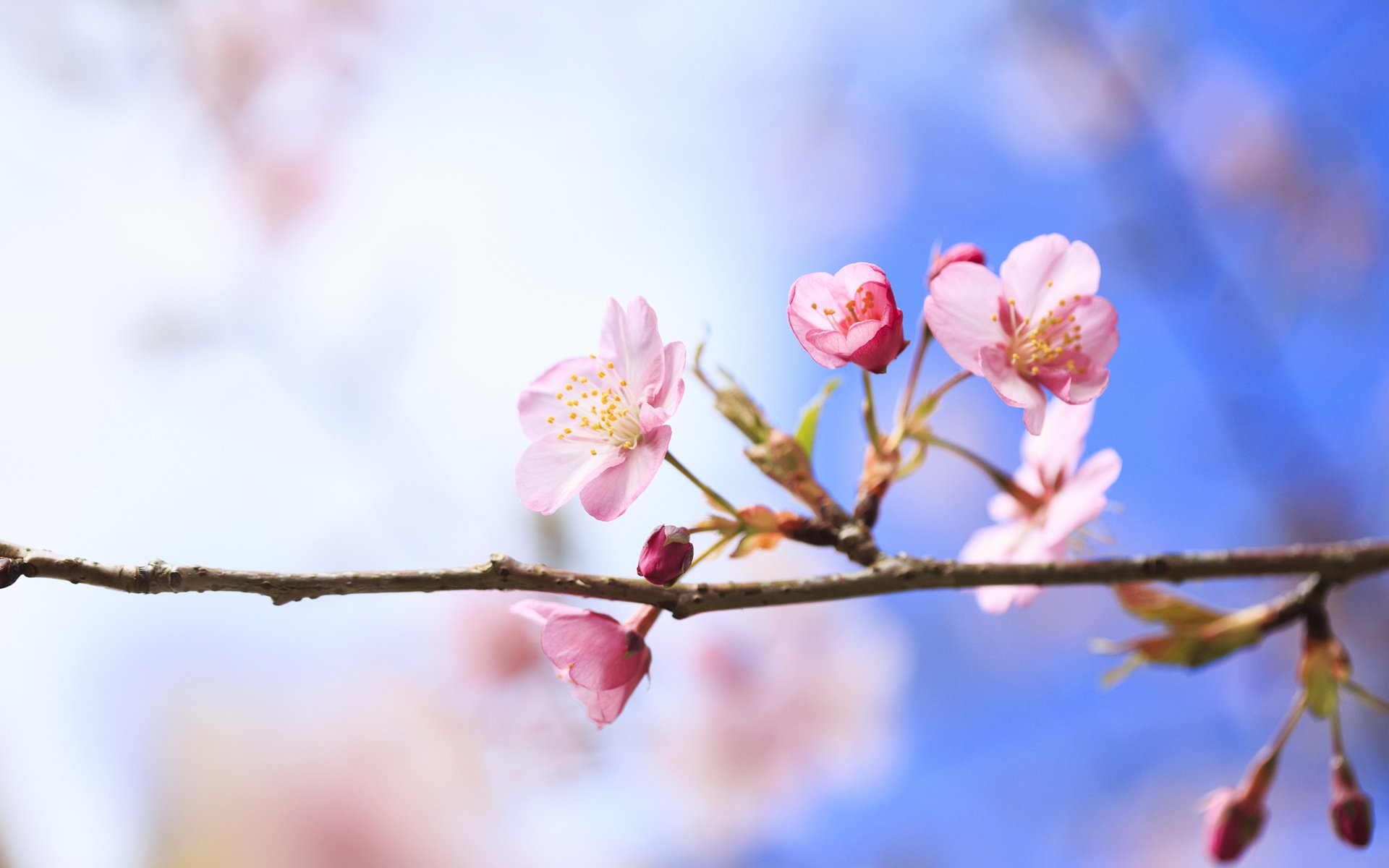 HD PC desktop wallpaper featuring delicate pink blossoms on a branch against a soft blue sky, showcasing the beauty of nature in full bloom.