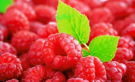 food raspberry HD Desktop Wallpaper | Background Image