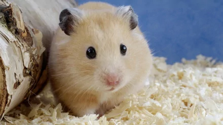 A cute, fluffy hamster with light fur sits on a bed of wood shavings, surrounded by a natural setting, providing a charming HD desktop wallpaper and background.