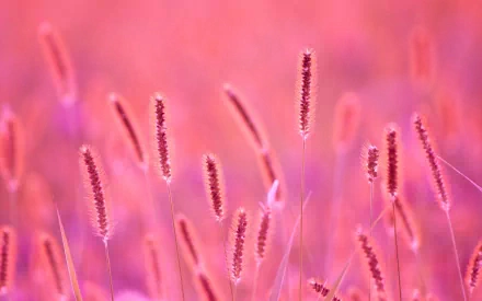 HD PC desktop wallpaper featuring close-up of wheat stalks bathed in soft pink and purple hues, showcasing nature's delicate beauty.