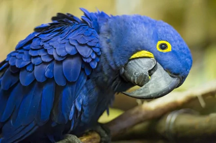 A vibrant hyacinth macaw displays its striking blue feathers and distinctive yellow eye. This HD image serves as an eye-catching desktop wallpaper and background.