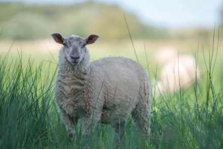 Animal sheep HD Desktop Wallpaper | Background Image