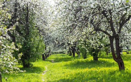 HD PC desktop wallpaper showing a lush green orchard with blossoming trees under a bright sky, capturing the vibrant beauty of nature in full bloom.