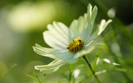 HD desktop wallpaper featuring a close-up of a delicate white daisy bathed in soft natural light, set against a blurred green background.
