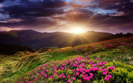 A vibrant landscape at sunrise, featuring colorful flowers in the foreground and majestic mountains in the background, captured in stunning HD quality for a desktop wallpaper.