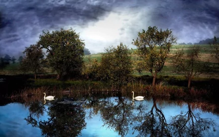 HD desktop wallpaper featuring two mute swans gracefully gliding on a reflective pond surrounded by trees under a cloudy sky.
