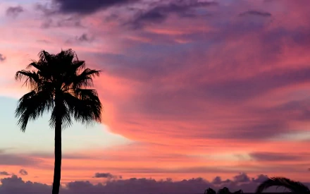 HD PC desktop wallpaper background: lone palm tree silhouette against a vivid pink and purple sunset sky over a tranquil horizon.