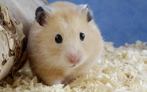 A cute, fluffy hamster with light fur sits on a bed of wood shavings, surrounded by a natural setting, providing a charming HD desktop wallpaper and background.