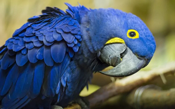 A vibrant hyacinth macaw displays its striking blue feathers and distinctive yellow eye. This HD image serves as an eye-catching desktop wallpaper and background.