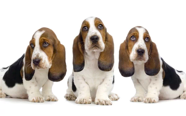Three adorable basset hounds with distinctive droopy ears and expressive faces, captured in a high-definition desktop wallpaper setting.