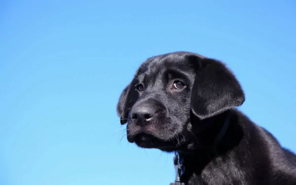 HD PC desktop wallpaper featuring a close-up of a black Labrador Retriever against a clear blue sky background.