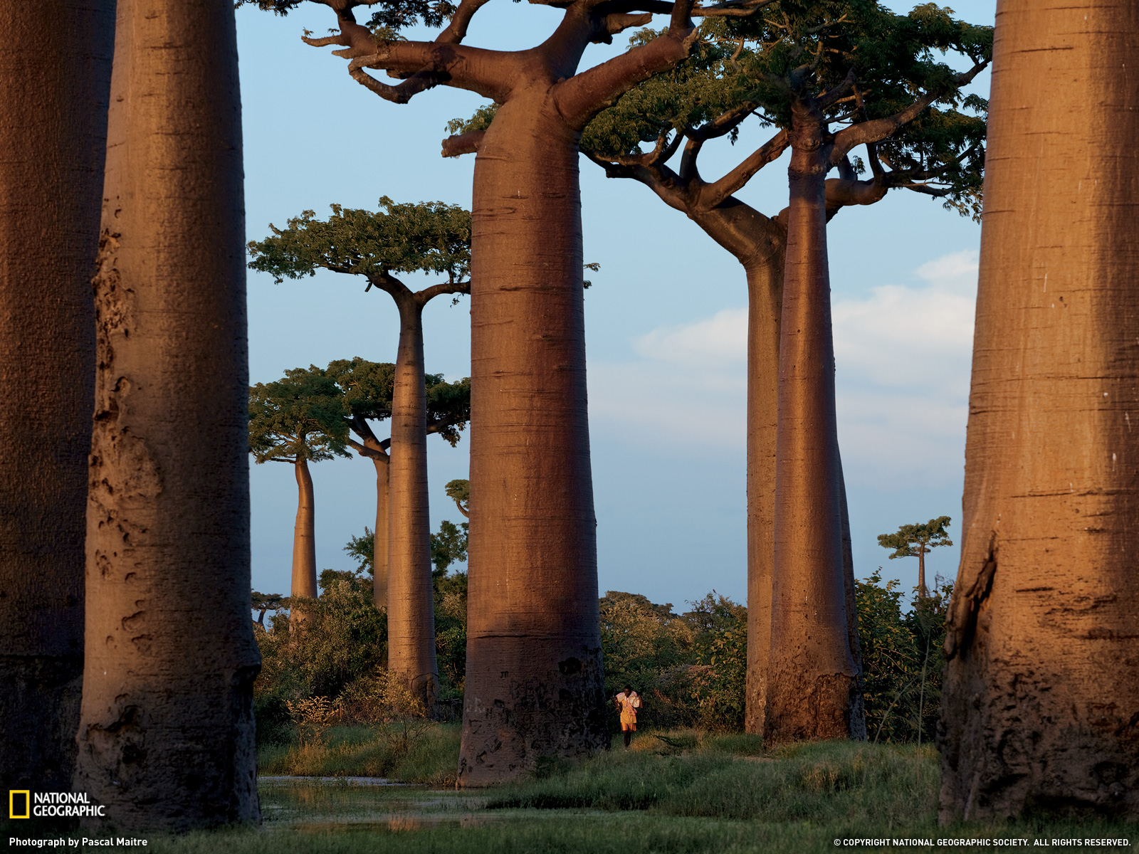 Nature Baobab Tree HD Wallpaper | Background Image