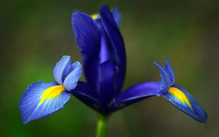 Vivid blue iris with yellow markings centered against a soft green bokeh — 2K Quad HD PC desktop wallpaper and background.