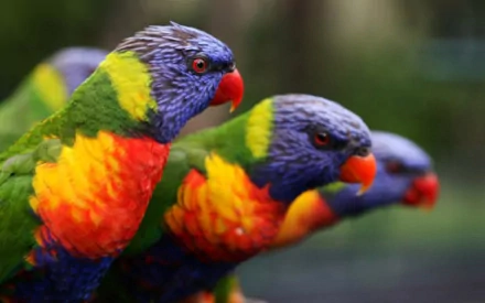Animal rainbow lorikeet HD Desktop Wallpaper | Background Image