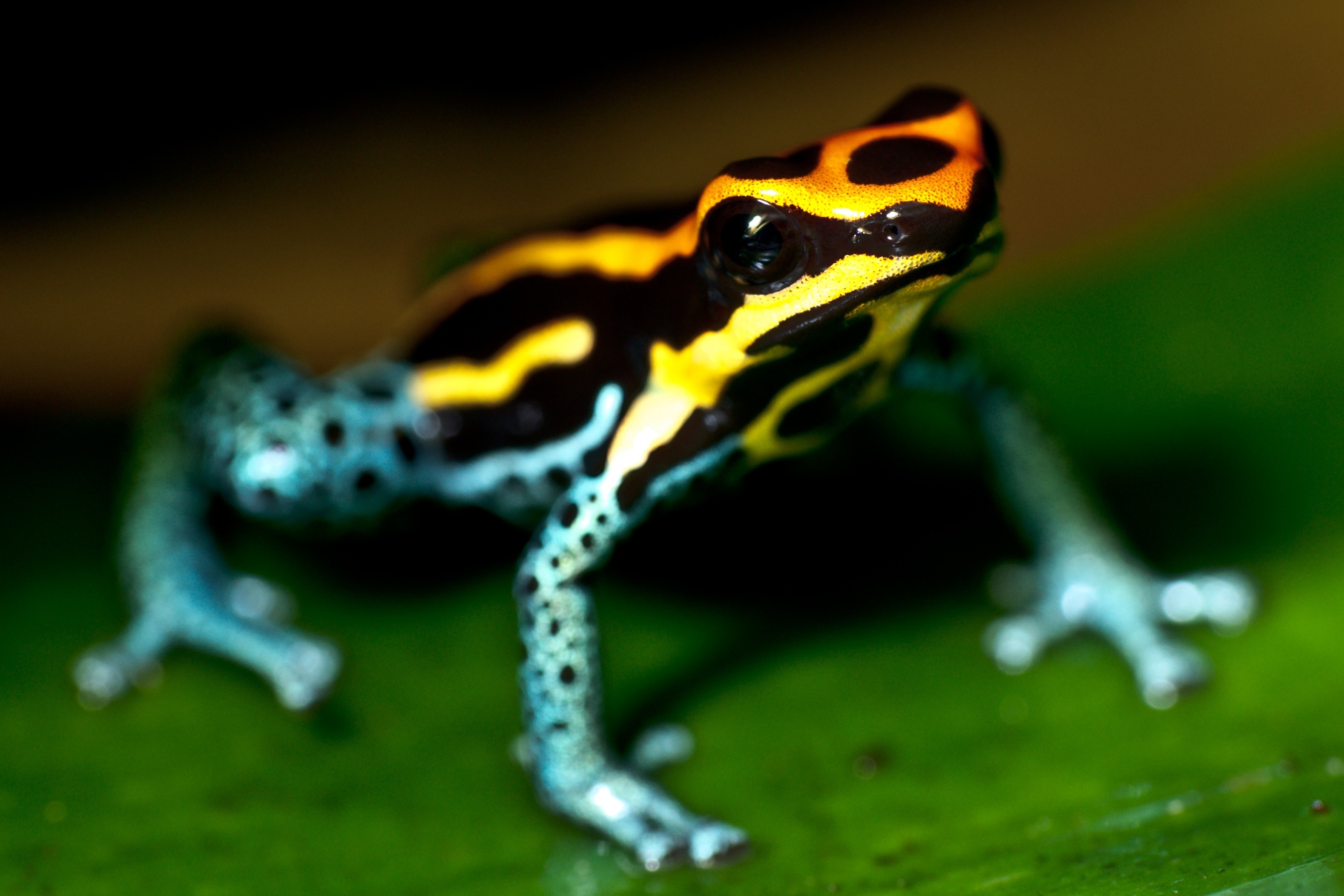 blue poison dart frog