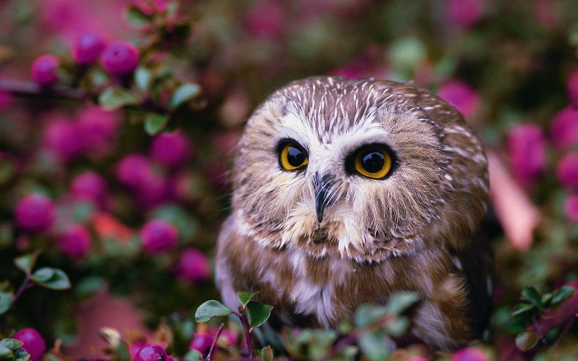 Charming Owl A Stunning HD Wallpaper Experience 2560x1600 
