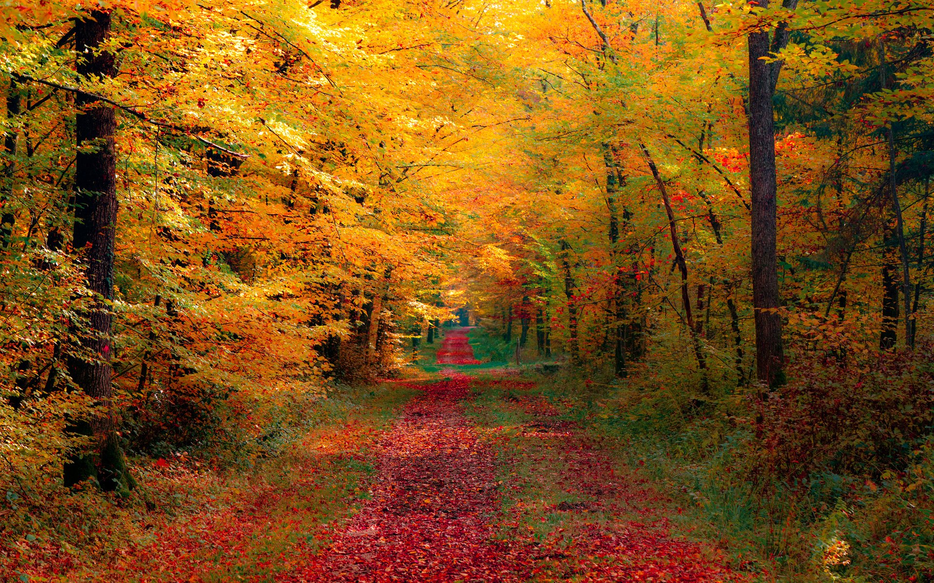 HD PC desktop wallpaper and background — autumn nature forest with a red leaf‑strewn path winding beneath golden trees and a glowing canopy.