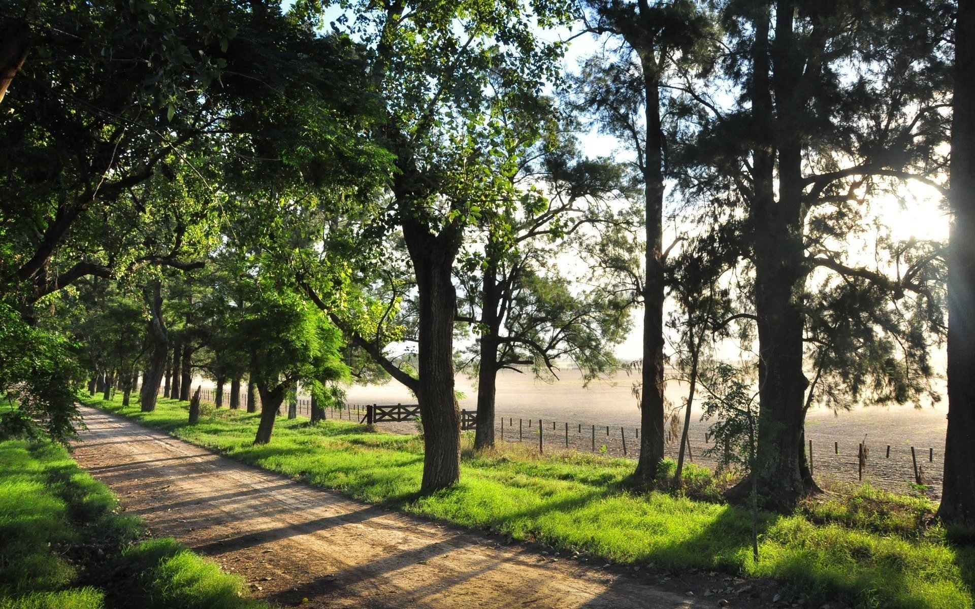 HD PC desktop wallpaper: sunlit, tree-lined man-made dirt road beside a fenced pasture, morning light filtering through leaves.