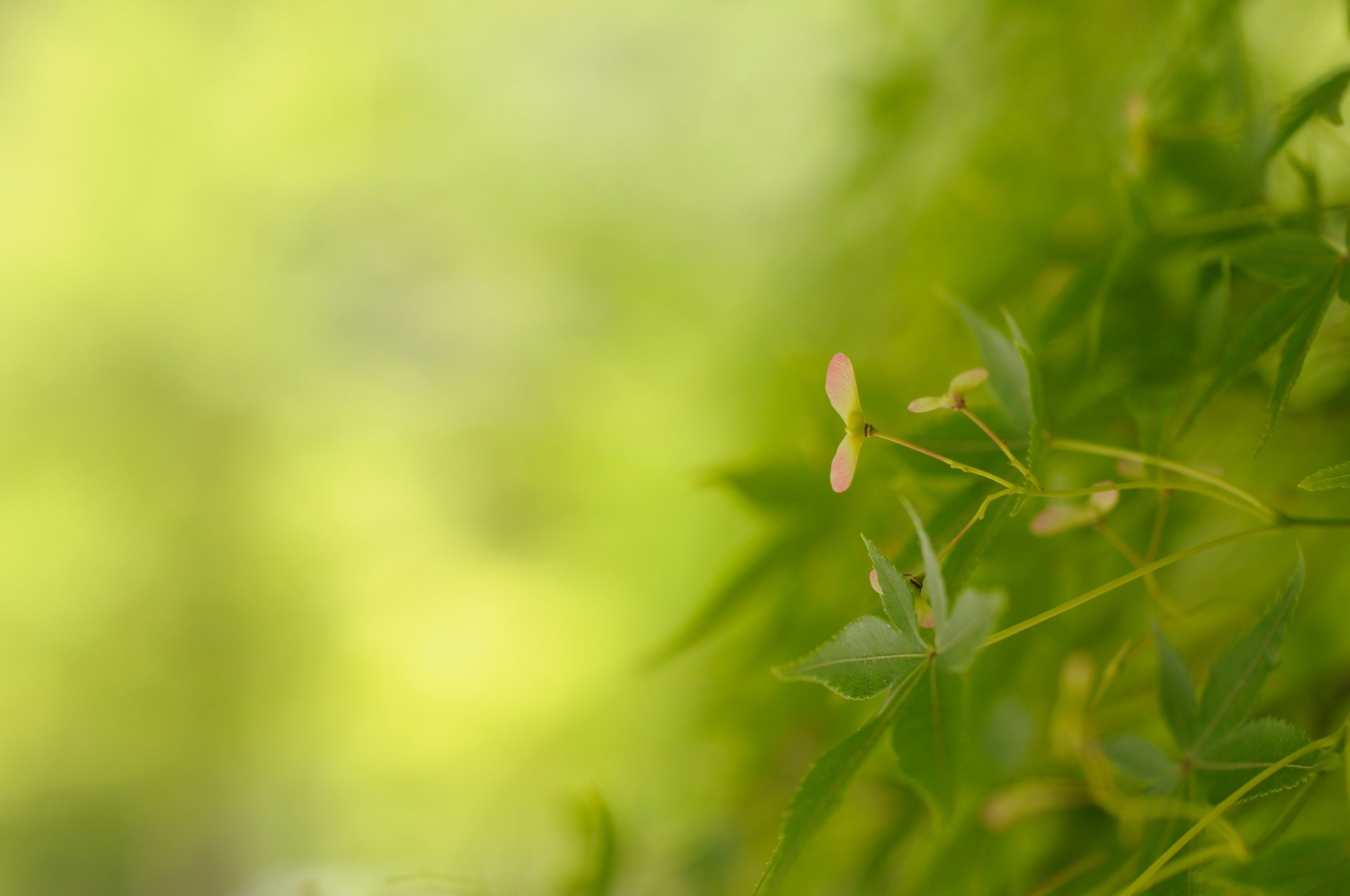 Download Nature Close-up 4k Ultra HD Wallpaper