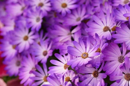 nature daisy HD Desktop Wallpaper | Background Image