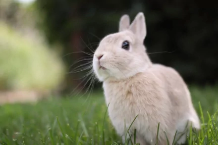 HD desktop wallpaper featuring a cute rabbit with light fur, sitting in lush green grass, with a softly blurred background of greenery.