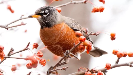 An American robin perched on a branch with red berries, captured in stunning detail for an 8K Ultra HD PC desktop wallpaper and background.