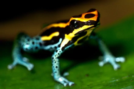A vibrant poison dart frog with striking black and yellow patterns, perched on a green leaf, makes for a captivating HD desktop wallpaper and background.
