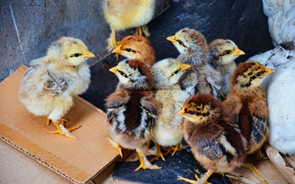 A 4K Ultra HD PC desktop wallpaper showing a group of colorful baby birds clustered together on a textured surface.