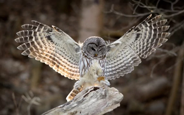 Animal barred owl HD Desktop Wallpaper | Background Image