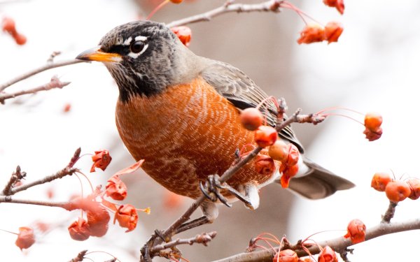 Animal American robin Birds Passerines HD Wallpaper | Background Image