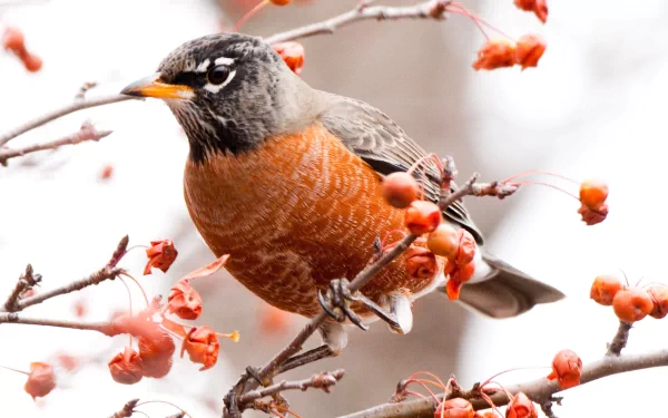 An American robin perched on a branch with red berries, captured in stunning detail for an 8K Ultra HD PC desktop wallpaper and background.