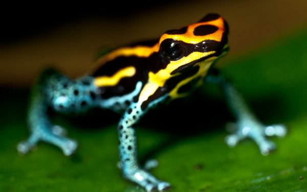 Animal Poison dart frog Frogs HD Wallpaper | Background Image