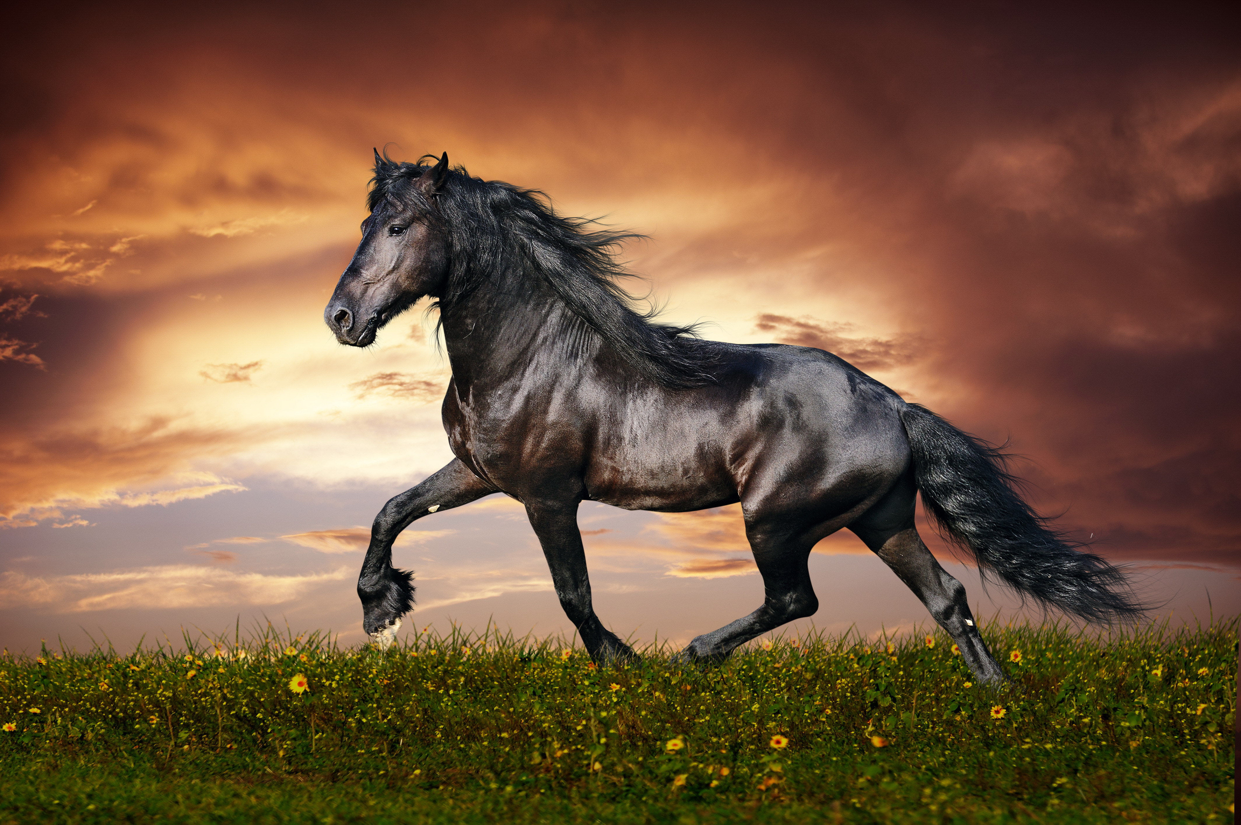 Animal Horse HD Wallpaper | Background Image