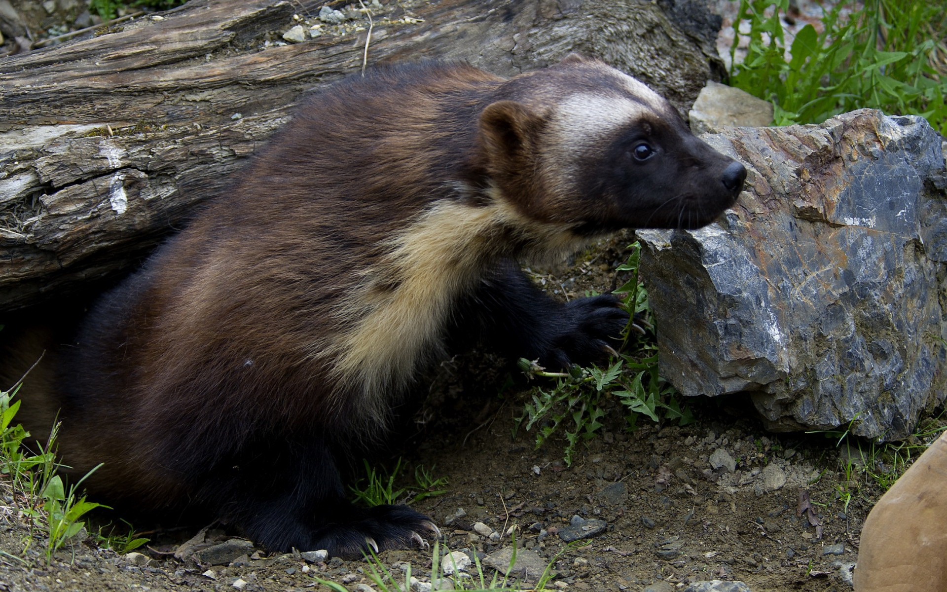 3 Wolverine HD Wallpapers | Backgrounds - Wallpaper Abyss