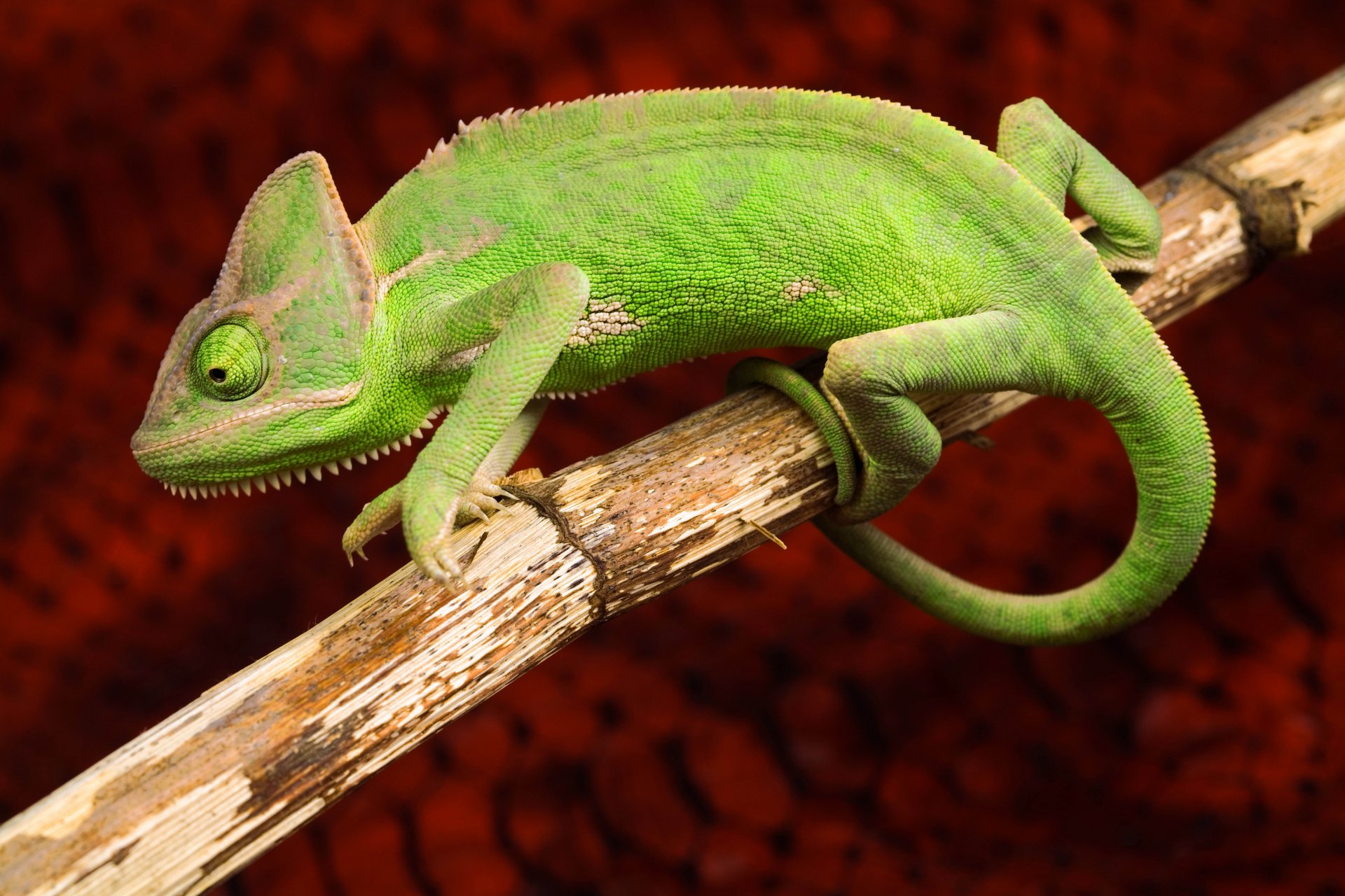 Download Animal Chameleon  8k Ultra HD Wallpaper