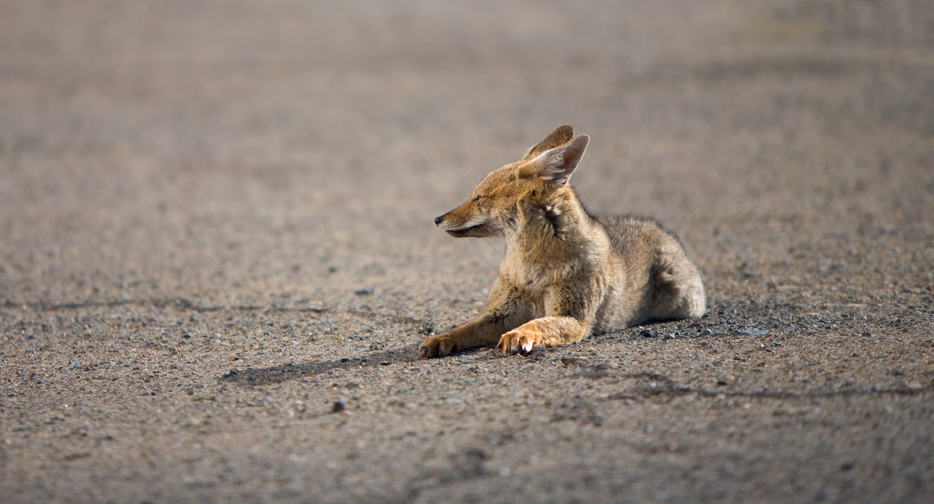 Download Animal Jackal HD Wallpaper