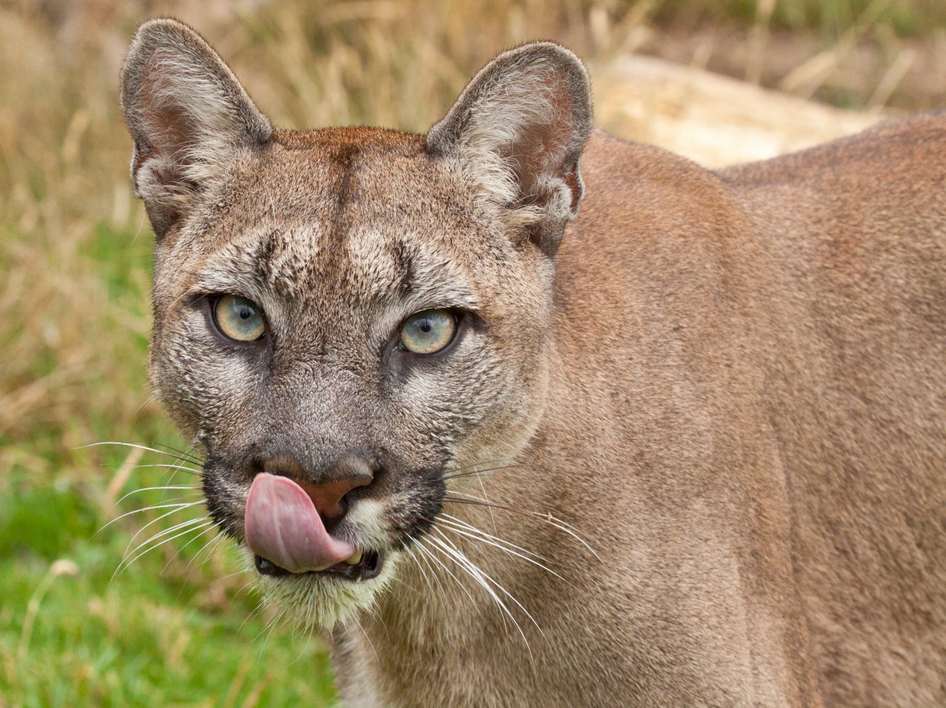 Cougar HD Wallpaper