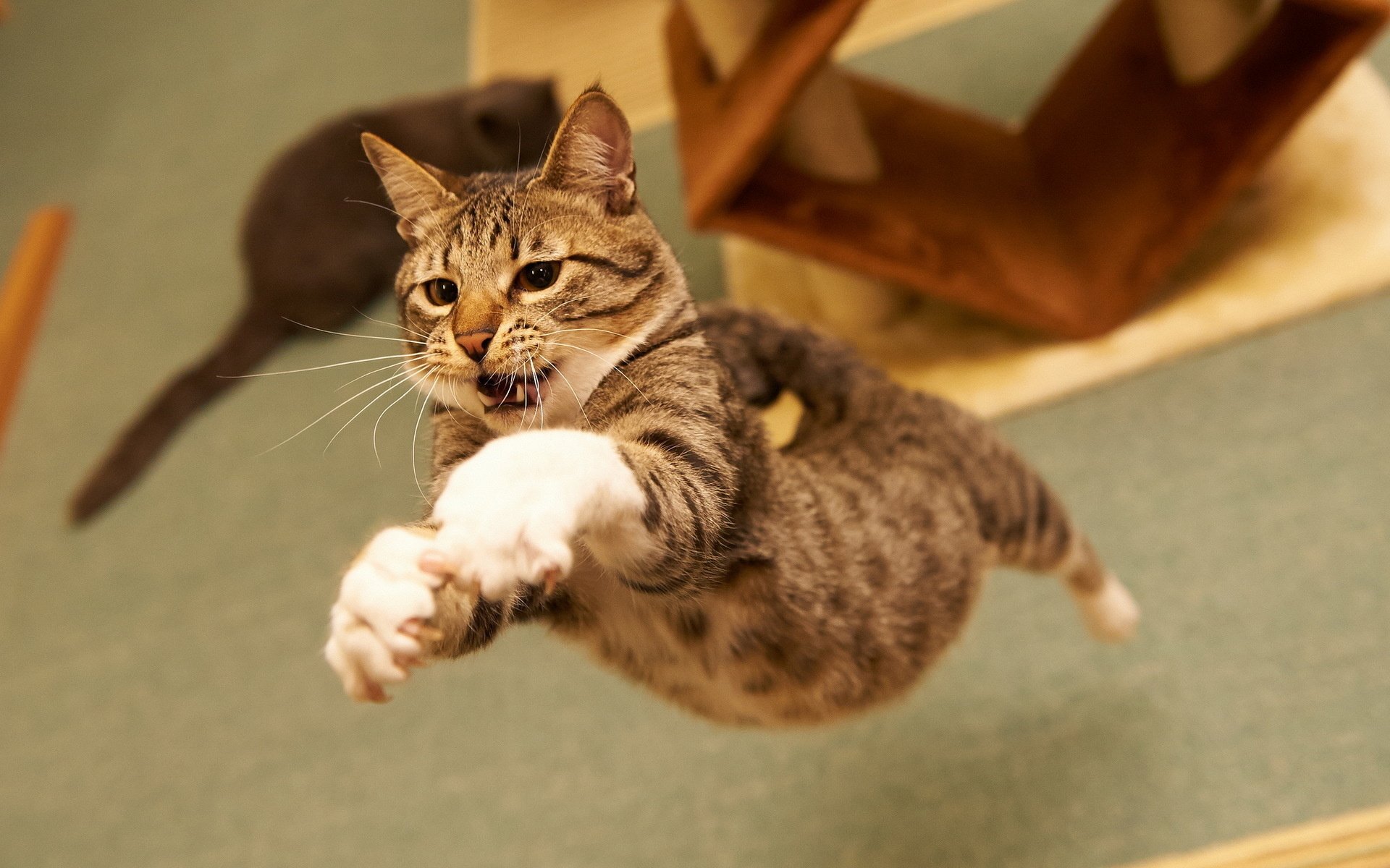 A dynamic HD wallpaper featuring a cat leaping through the air, showcasing its playful energy and agility against a soft background.