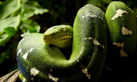 A vibrant green tree python curls gracefully among lush foliage, showcasing its striking patterns and colors in this stunning 4K Ultra HD background.