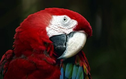 Animal scarlet macaw HD Desktop Wallpaper | Background Image