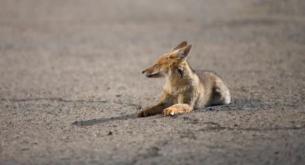 Animal Jackal HD Desktop Wallpaper | Background Image