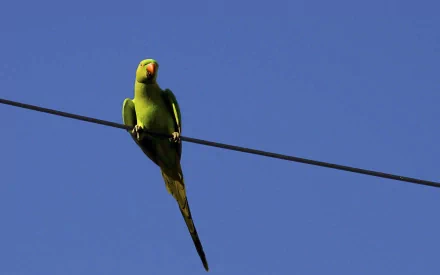 A vibrant rose-ringed parakeet perches on a wire against a clear blue sky, captured in high definition, showcasing the beauty of nature in this desktop wallpaper.