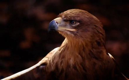 Animal eagle HD Desktop Wallpaper | Background Image