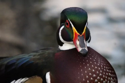 duck Animal wood duck HD Desktop Wallpaper | Background Image