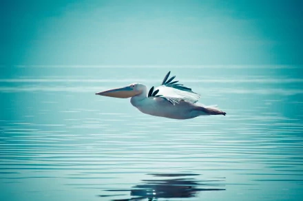 Pelican (animal) gliding low over calm teal water with a crisp mirror reflection — 2K Quad HD PC desktop wallpaper/background.