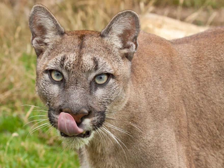Close-up HD desktop wallpaper of a cougar licking its lips, with detailed fur and intense eyes in a natural outdoor setting.