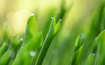 Close-up of dewy green grass blades in soft morning light — 2K Quad HD nature PC desktop wallpaper and background.