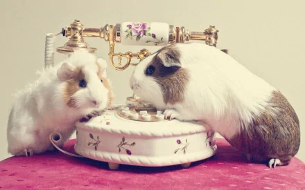HD desktop wallpaper featuring two guinea pigs interacting with a vintage rotary phone on a pink surface, capturing a charming and playful animal moment.